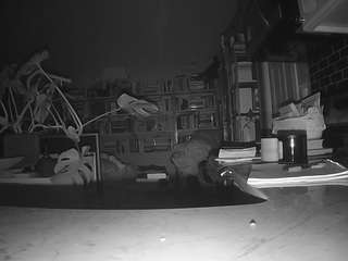 voyeurcam bridgetleewalters 02